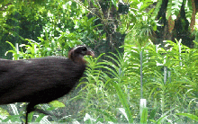 Báu vật của dãy Trường Sơn: Loài động vật cực kỳ quý hiếm cả thế giới chỉ 2 nước có, IUCN khẩn cấp bảo vệ