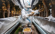 Trung Quốc nghiên cứu khoai tây chống chịu thời tiết