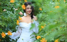 Giới trẻ ngỡ ngàng với vườn hoa dã quỳ đẹp mê lòng người xuất hiện ngay trong lòng Hà Nội