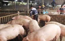 Dịp cuối năm thiếu thịt heo?