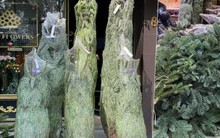 Thông tươi nhập khẩu ồ ạt tràn về Việt Nam, giá lên đến cả trăm triệu đồng