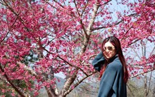 Những điểm du lịch hot nhất dịp Tết năm nay