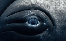 Đôi mắt buồn của đại dương: Câu chuyện đằng sau vẻ đẹp tuyệt mỹ