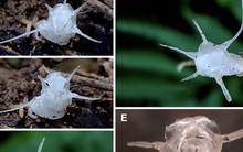 Phát hiện loài thực vật 'kỳ quái' trong rừng nguyên sinh ở Thanh Hóa