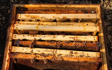 Phát hiện "tổ ong" mà ông nội để lại, chàng trai tìm được 1 thứ kho báu bên trong, bỗng thành người sung sướng nhất vùng