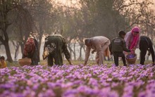 Sản lượng lao dốc, chi phí đầu vào tăng vọt, nông dân tại vùng sản xuất ‘vàng đỏ’ lớn thứ 2 toàn cầu từ bỏ trồng loại gia vị đắt nhất thế giới,  ‘cắn răng’ chuyển sang cây trồng ít sinh lời hơn