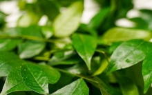 Loại lá thơm phức là "kho" dinh dưỡng cực bổ, ở Việt Nam đi đâu cũng thấy