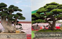 Loạt cây cảnh giá bằng cả căn chung cư hội tụ ở Hà Nội