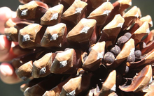 Thứ quả "xấu xí" xưa rụng đầy gốc không ai nhặt, nay giá gần nửa triệu/kg