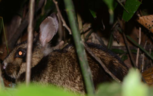 Báu vật ở dãy Trường Sơn: Loài động vật cực kỳ quý hiếm, thế giới không nơi nào có, IUCN bảo vệ khẩn cấp