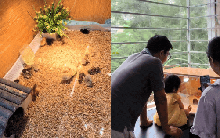 Trẻ nhỏ đang phát cuồng đòi ba mẹ nuôi bằng được gà Rutin, "chill chill" thế nào mà mẹ bỉm còn mê hơn con mình?