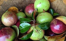 1 loại quả chỉ duy nhất Việt Nam xuất khẩu ra thế giới, rất được ưa chuộng dù giá cao: Có tác dụng gì?