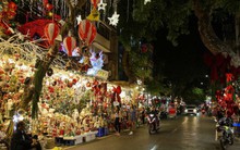 Thông tươi tiền triệu hút khách mùa Noel