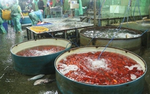 Chép vàng rớt giá dù đã cận ngày ông Công ông Táo, thương lái chỉ mong bán hết hàng