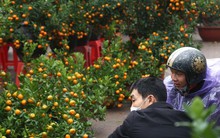 Dân buôn đào quất như 'ngồi trên đống lửa' ngày cận Tết