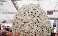 Chậu lan hồ điệp cao 4m gần 2 tỷ đồng đã có người hỏi mua