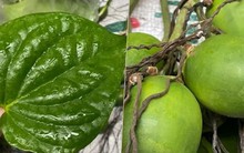 Sát ngày ông Công ông Táo, giá trầu cau tăng dựng đứng