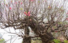 Cận cảnh cây đào nổi bật nhất làng Nhật Tân, giá cho thuê 100 triệu đồng