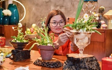 Thú chơi 1 loại củ trông giống như hành tây nhưng lại trở thành loài hoa cực đẹp nở đúng giao thừa của người Hà Nội xưa