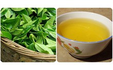 Uống nước chè xanh có tác dụng gì với sức khoẻ?