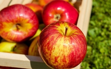 Những loại quả không thể thiếu dịp Tết: Ăn ngon, bổ lại diệt mỡ, hội chị em ai cũng thích mê