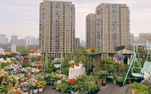 Sân thượng bỏ hoang “thay da đổi thịt” ngỡ ngàng với hơn 100 chậu hoa đủ sắc màu