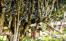 Ngắm cây chè Shan Tuyết cổ thụ 500 năm tuổi ở Yên Bái