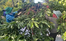 Những mùa vàng thắp sáng kinh tế Tây Nguyên