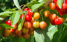 Thận khỏe nhờ 4 loại quả “thần dược”, ngừa ung thư lại ổn định đường huyết: Việt Nam có bán