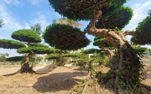 Về đất tổ làng nghề cây cảnh, ngắm cây sanh hình rồng trăm tuổi, giá tiền tỷ