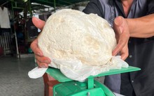 Những lần ngư dân Việt vô tình bắt được 'vàng nổi' trị giá tiền tỷ