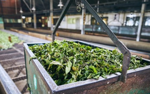 Trung Quốc ngày càng chi mạnh tay mua ‘vàng xanh’ của Việt Nam dù xuất khẩu đứng đầu thế giới: Thu về hàng trăm triệu USD trong năm 2023, chỉ có tại 1/6 thế giới