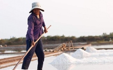 Vụ muối đầu năm năng suất cao nhưng giá thấp, diêm dân thất thu