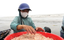 Sau vài giờ xông biển đầu năm, ngư dân thu tiền triệu