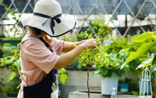 Khu vườn sân thượng rộng 20m² rộn ràng hoa và nắng của cô gái trẻ