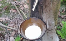 Giá cao su tự nhiên khó hạ nhiệt trong vài tháng tới