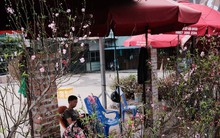 Xả đào kịch sàn sau Tết, tiểu thương vẫn ngán ngẩm lắc đầu