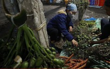 Hà Nội: Giá trầu cau neo cao dịp Rằm tháng Giêng