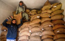 Giá gạo của Ấn Độ tăng lên mức kỷ lục mới