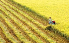 Việt Nam dẫn đầu về cách mạng nông nghiệp xanh