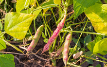 Loại hạt được ví như “thần dược giá rẻ”, giúp kiểm soát đường huyết, tiêu hóa khỏe: Bán nhiều ở chợ Việt