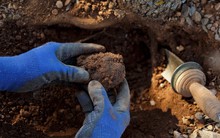 Từng được sử dụng làm thức ăn chăn nuôi, một loại thực phẩm của Trung Quốc được nâng tầm thành món hảo hạng, chiếm 80% sản lượng toàn cầu: Đến Bộ trưởng Tài chính Mỹ cũng tấm tắc khen