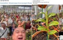 Lan đột biến nóng trở lại, giá hàng trăm triệu đồng: Dân buôn đang giăng bẫy?