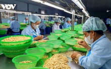 Doanh nghiệp ngành điều “tự gõ vào chân mình" vì “tranh mua-tranh bán”