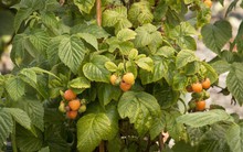 Loại quả ngọt tốt ngang thuốc bổ, vừa hạ đường huyết hiệu quả lại giúp trẻ lâu, ngừa ung thư: Việt Nam có bán