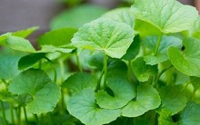 1 loại rau xanh người Ấn Độ coi là “thuốc bổ”, ở Việt Nam mọc đầy vườn: Là “insulin tự nhiên” giúp hạ đường huyết, lưu thông máu