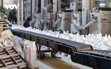 Giá gạo xuất khẩu sẽ không duy trì xu hướng giảm quá lâu