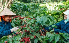Cà phê tăng giá, nông dân vui mừng, doanh nghiệp lo lắng