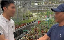 Lao vào 'cơn sốt' lan đột biến, nhiều người khuynh gia bại sản thế nào?