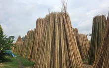 Cây vàng cây bạc giúp Việt Nam thu về hàng chục triệu USD từ các cường quốc: Mỹ, Nhật Bản cực ưa chuộng, trồng được ở hầu hết các tỉnh thành